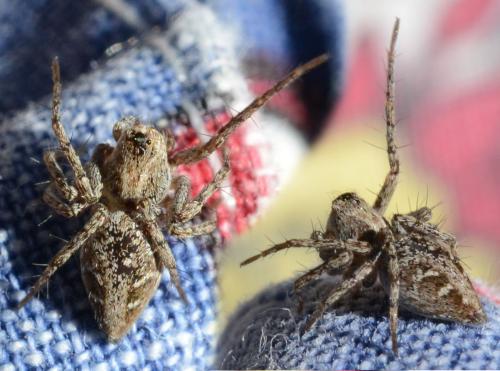 Réf. 328 298 : Oxyopes sp.